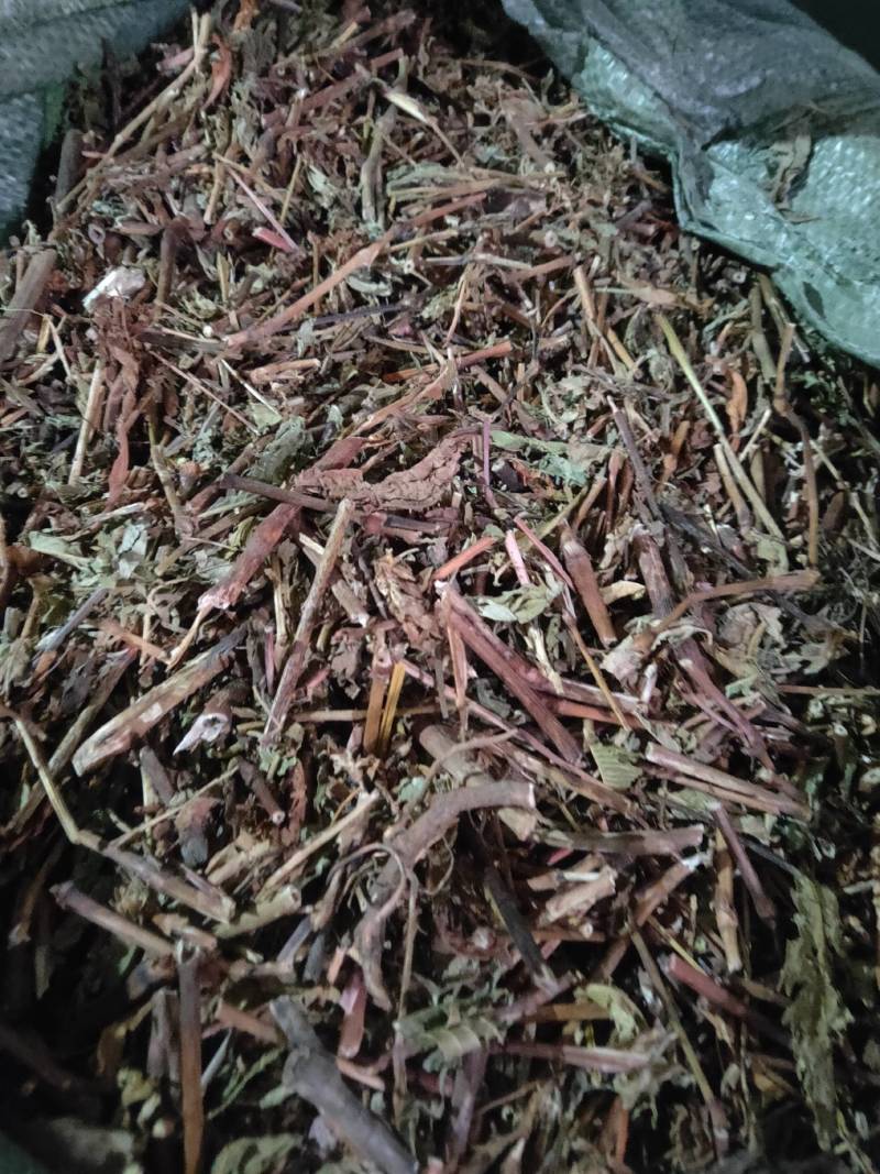 供应败酱草丶辣蓼草大货，欢迎联系，