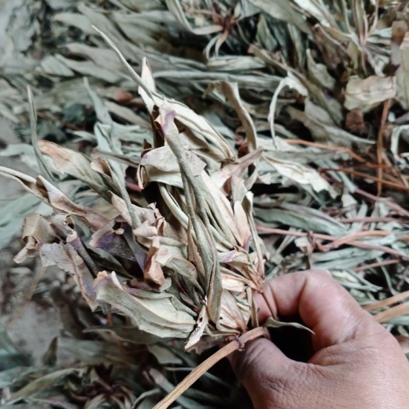 全新追风伞，一把伞，贵州本地干货直批，质量保证