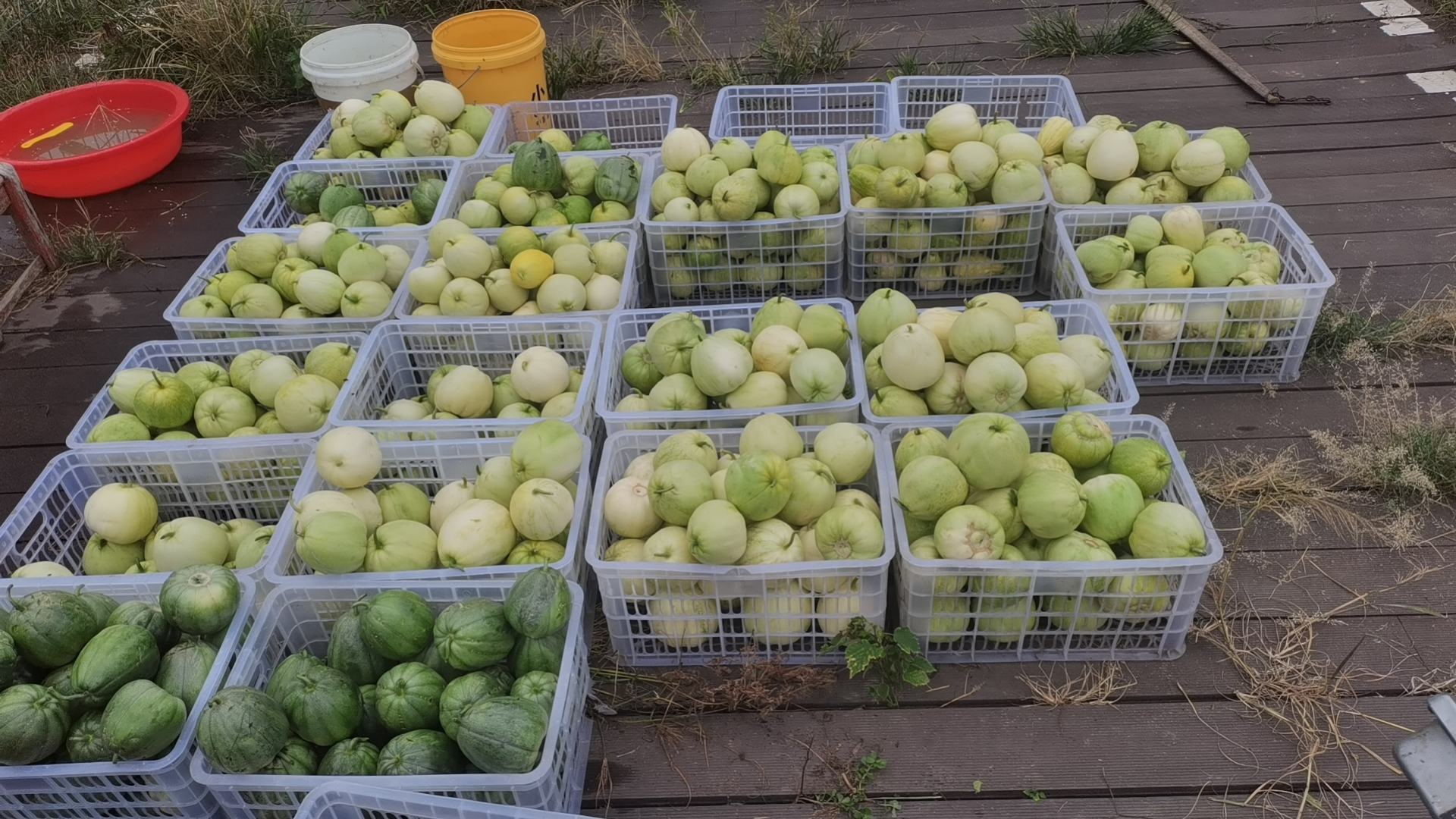 新鲜羊角蜜甜瓜摆放在果篮中 新鲜羊角蜜甜瓜摆放在果篮中