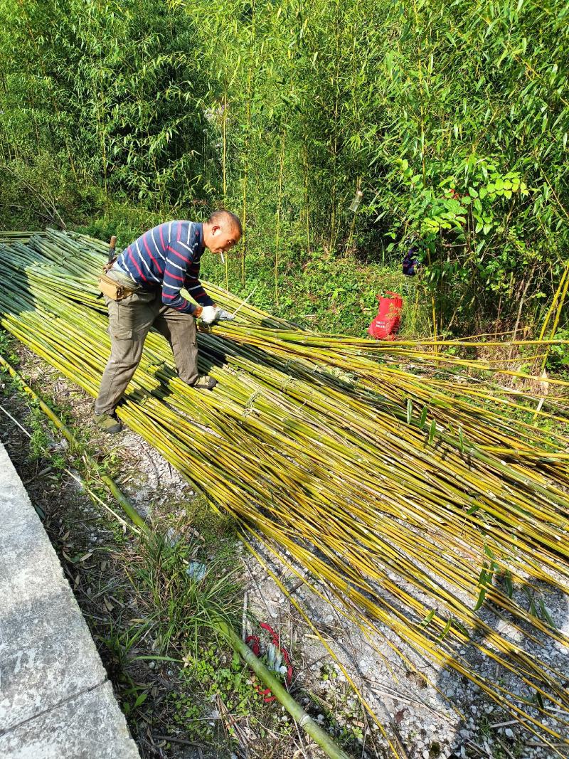 各型大棚竹、撑杆竹、加工各型竹片、干竹笋