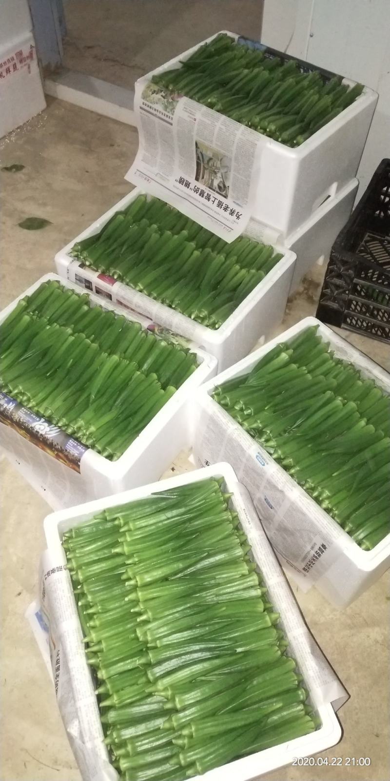 秋葵