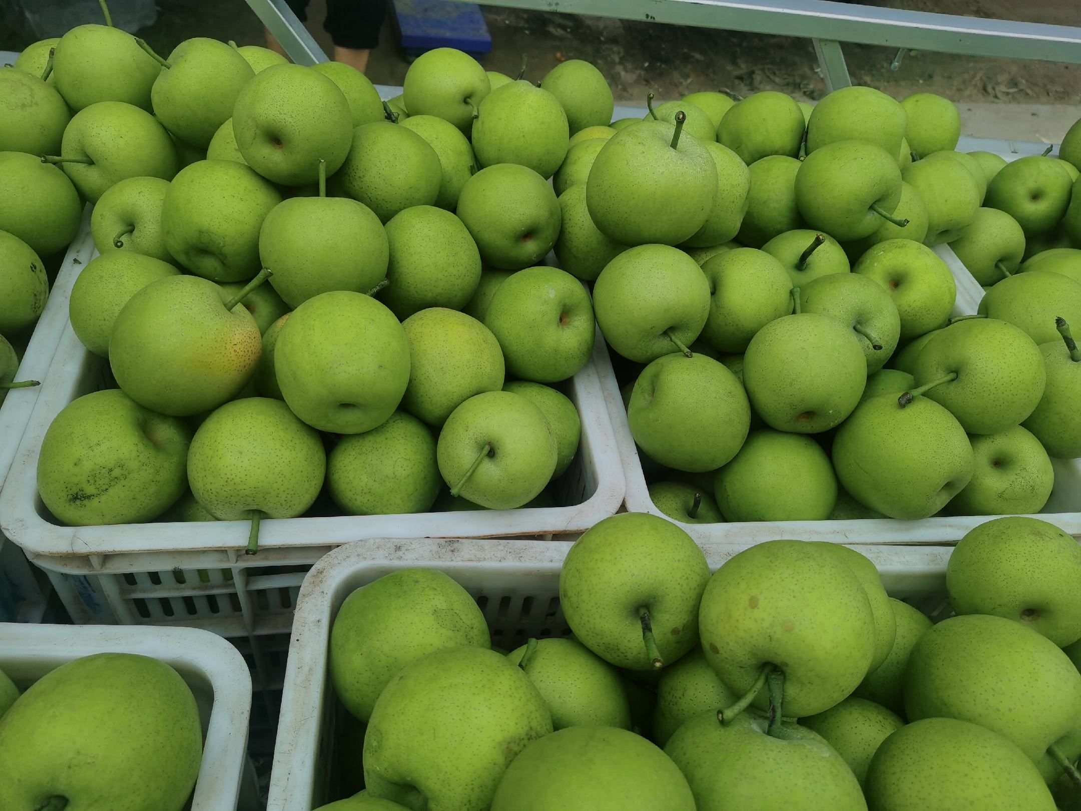 农贸市场中堆满新鲜大白梨的摊位,顾客正在挑选 大白梨市场销售场景