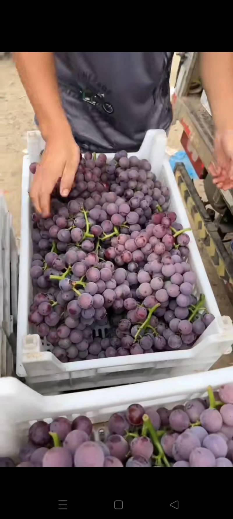 巨峰葡萄，货源充足，价格低，