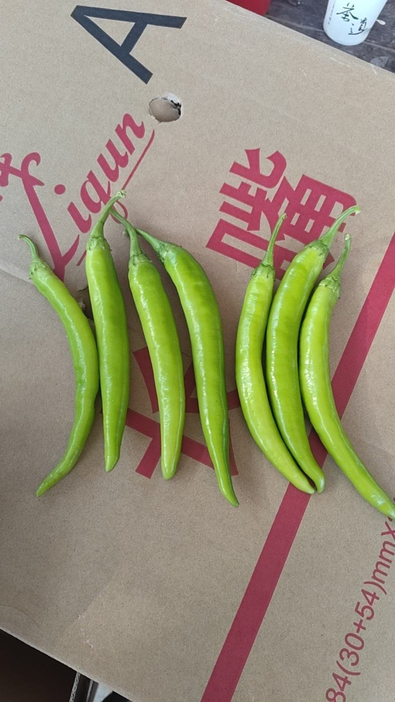 大小杭椒，精品，质量一等，山东济宁金乡，菏泽，质优价廉
