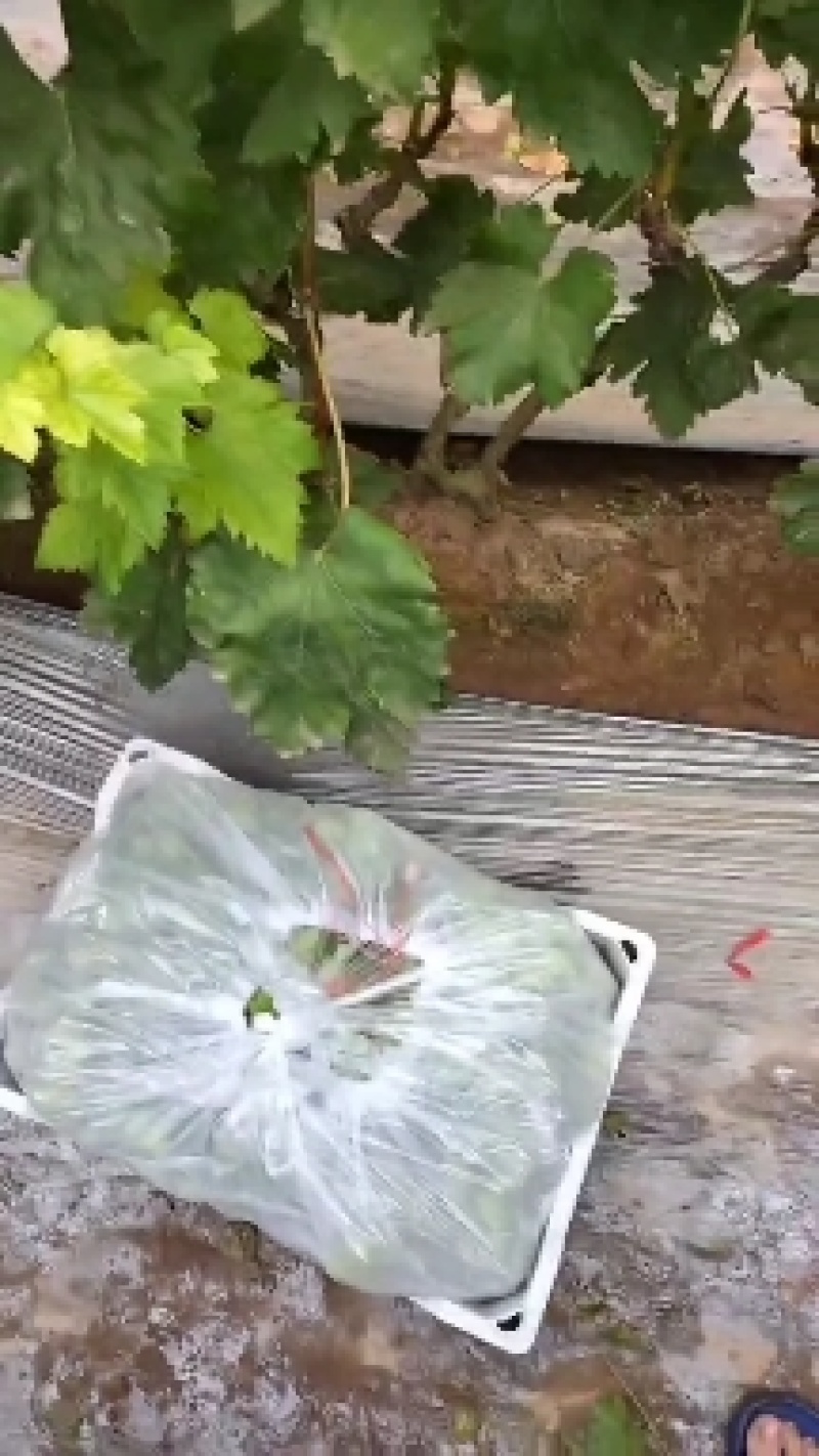维多利亚葡萄产地直发，量大，价格低，