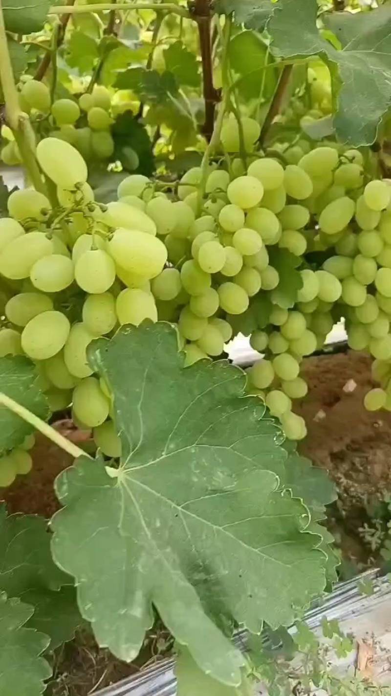 维多利亚葡萄产地直发，量大，价格低，