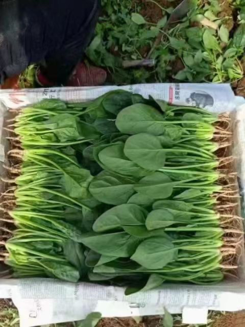 精品香菜