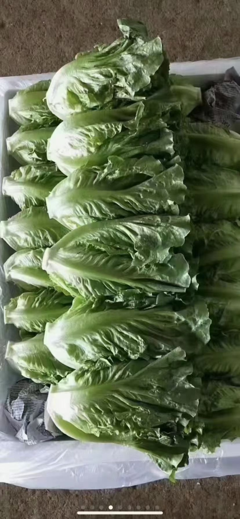 精品香菜