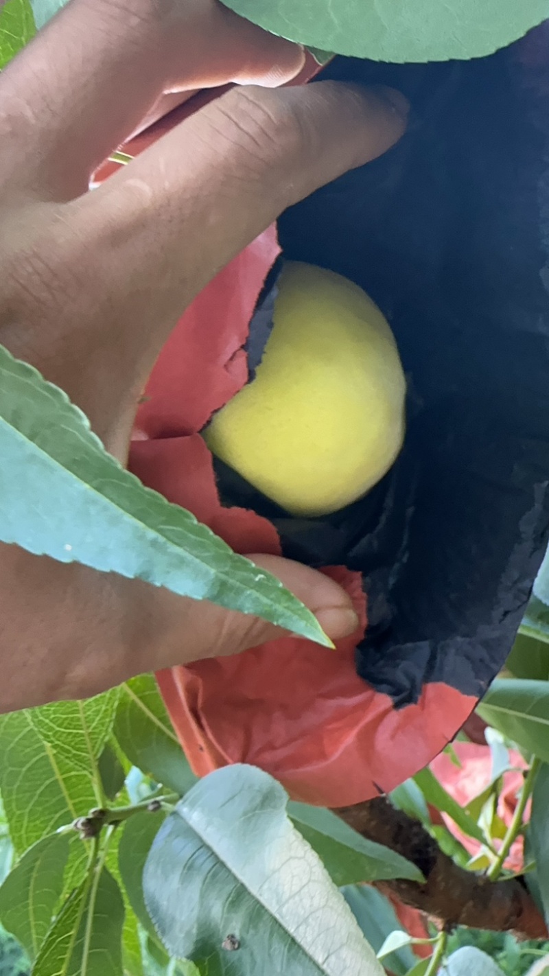 锦绣黄桃市场果商超果电商果量大从优质量有保证