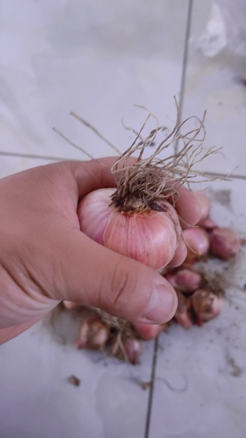 毛葱洋葱视频看货量大从优