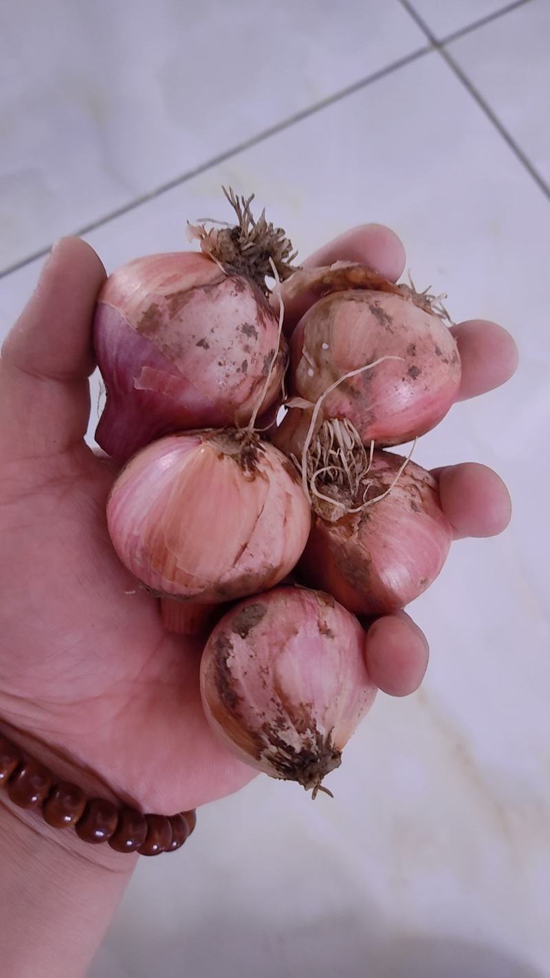 毛葱洋葱视频看货量大从优