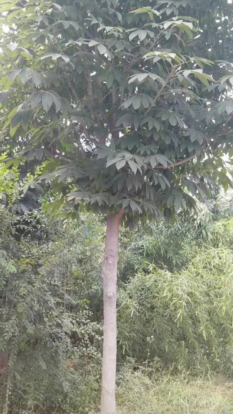 七叶树陕西七叶树产地直销各种规格直径2-20厘米