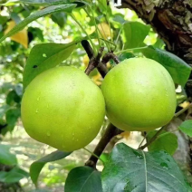 皇冠梨