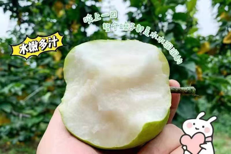 皇冠梨