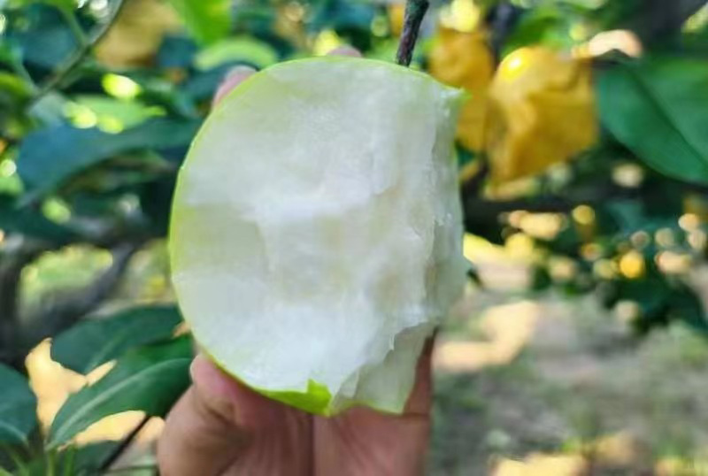 皇冠梨