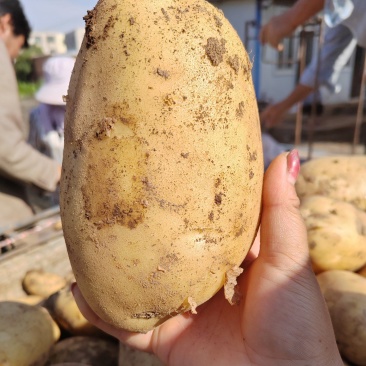 沃土5号黄心土豆子，粗皮，沙土豆