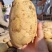 沃土5号黄心土豆子，粗皮，沙土豆