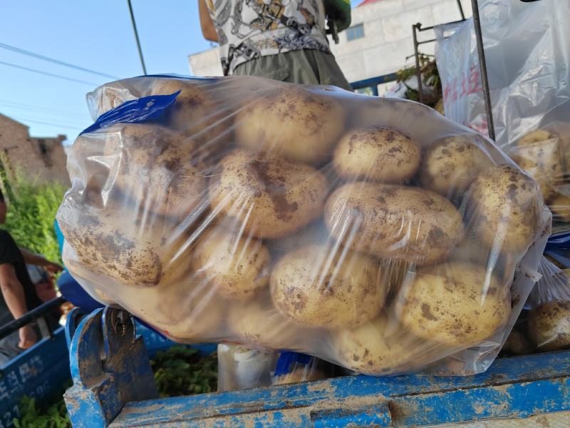 沃土5号黄心土豆子，粗皮，沙土豆