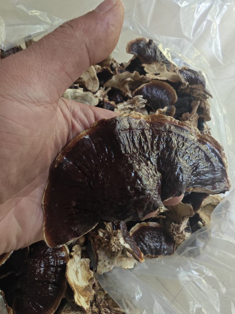 金边灵芝。灵芝基地直发，金边灵芝，自产自销。