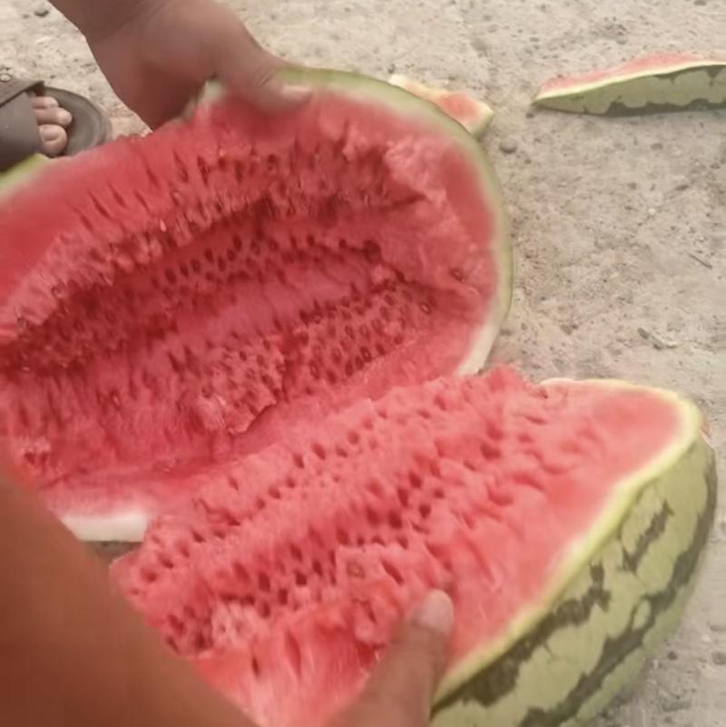 宁夏西瓜产地直发，量大从优，保证质量！品感好
