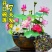 碗莲也叫微莲，水中圣母。花开富贵。