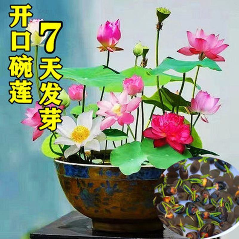 碗莲也叫微莲，水中圣母。花开富贵。