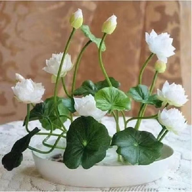碗莲也叫微莲，水中圣母。花开富贵。