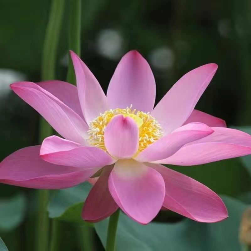 碗莲也叫微莲，水中圣母。花开富贵。