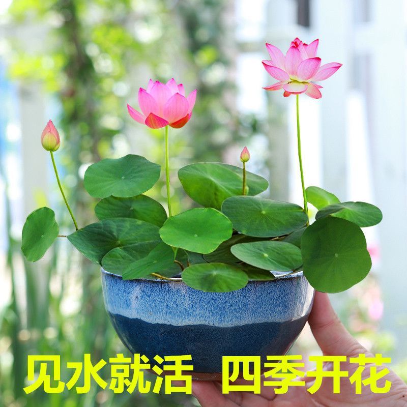碗莲也叫微莲，水中圣母。花开富贵。
