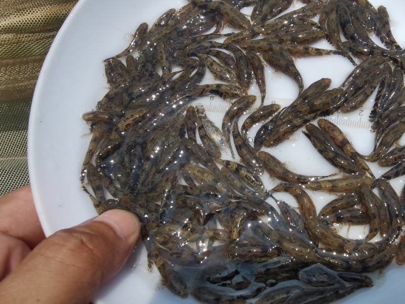 中华刺鳅苗大刺刀鳅寸苗批发淡水养殖高效益