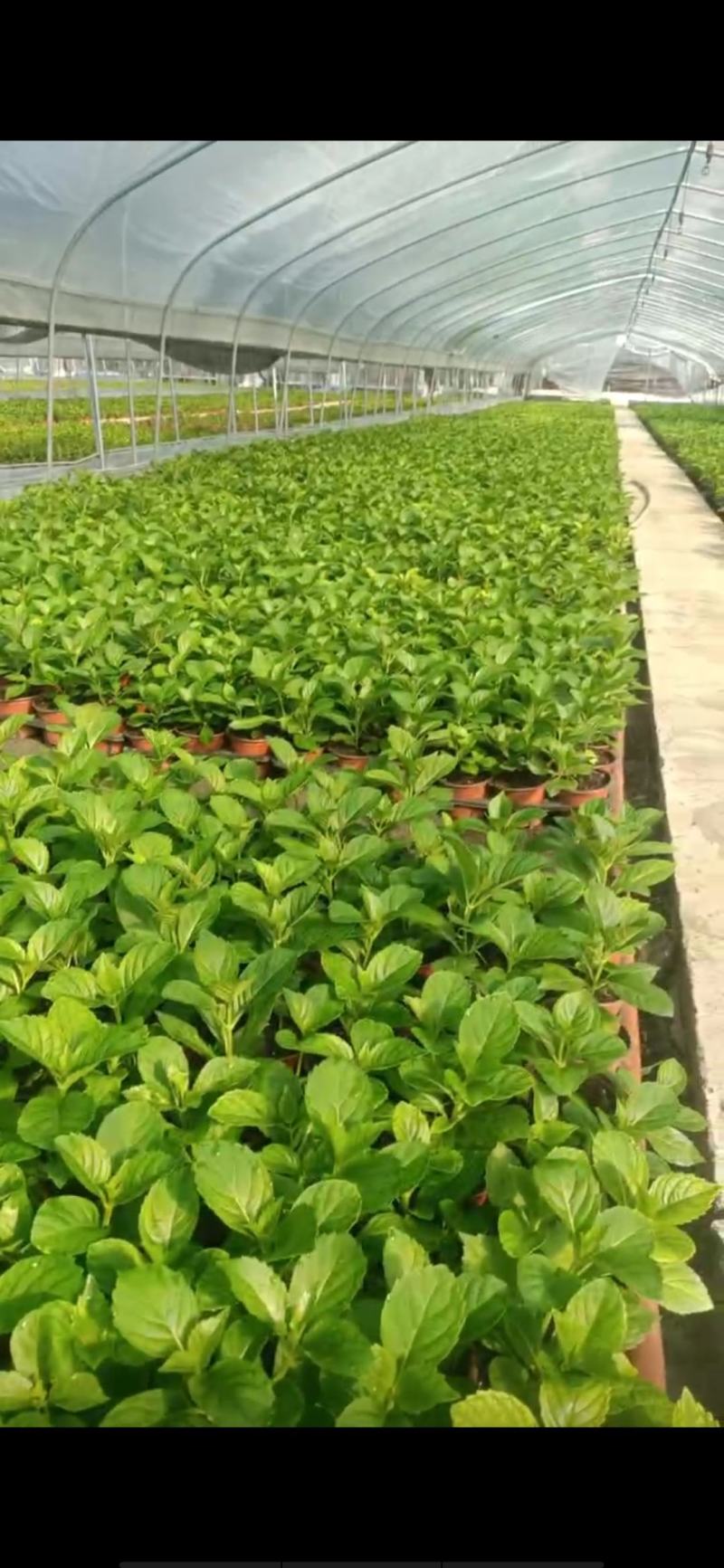13杯大花绣球大量出货花手掬、美佳子、易多梦幻、三河千鸟