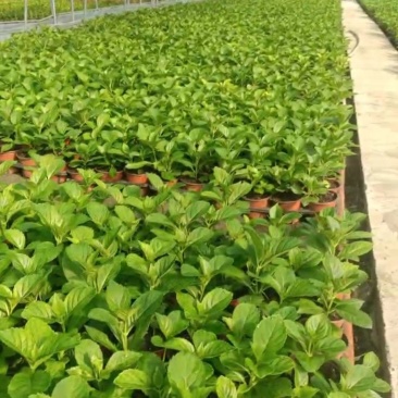 13杯大花绣球大量出货花手掬、美佳子、易多梦幻、三河千鸟