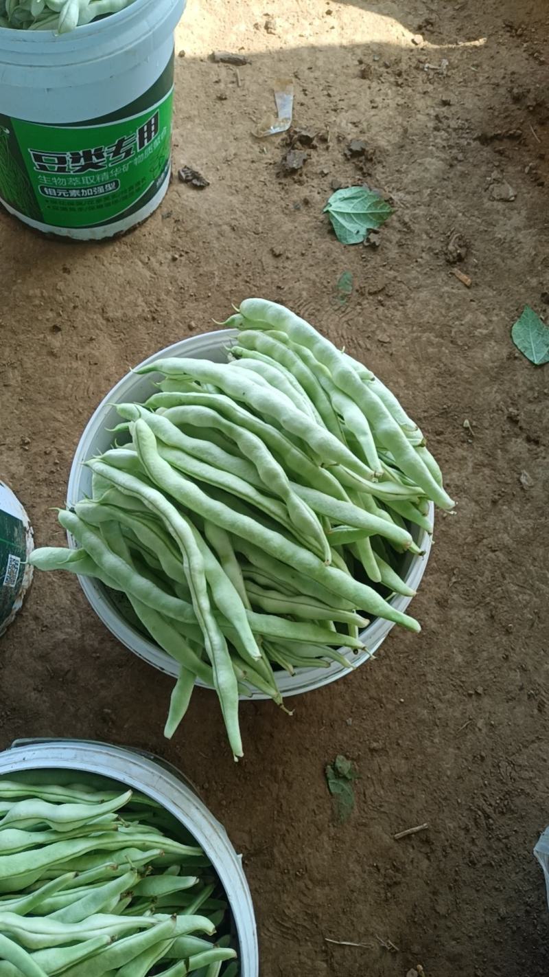 各种豆角