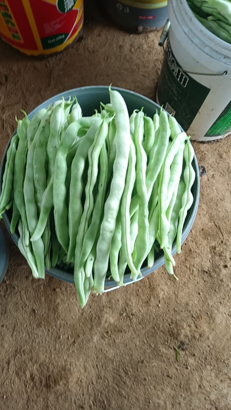 各种豆角