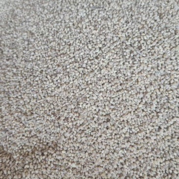紫麦仁