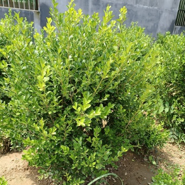 瓜子黄杨，苗型饱满，量大从优，有需要的联系我，发货地江苏
