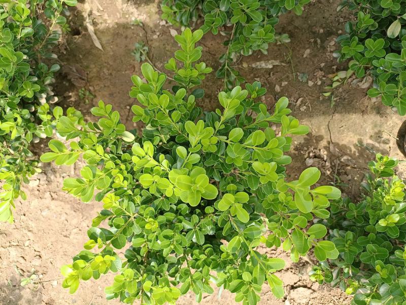 瓜子黄杨，苗型饱满，量大从优，有需要的联系我，发货地江苏