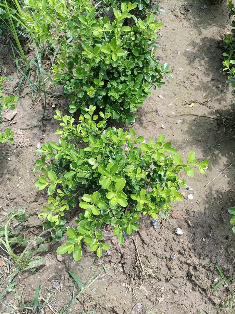 瓜子黄杨，苗型饱满，量大从优，有需要的联系我，发货地江苏