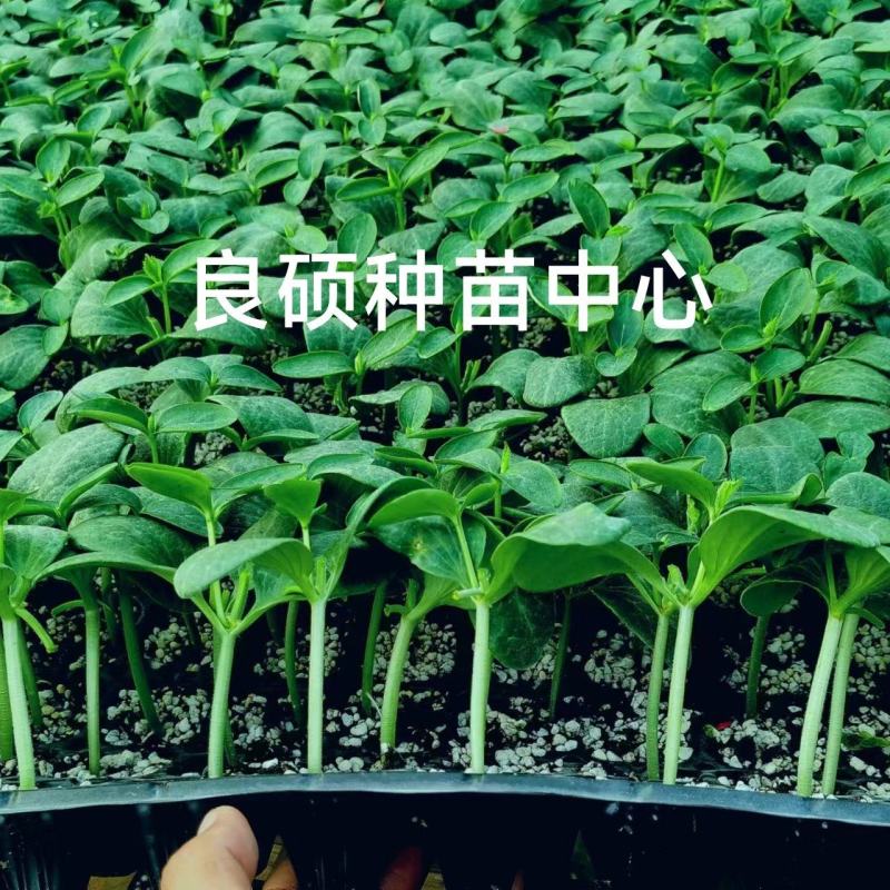 黄瓜苗专育大黄瓜苗小黄瓜苗高产抗病欢迎来电咨询