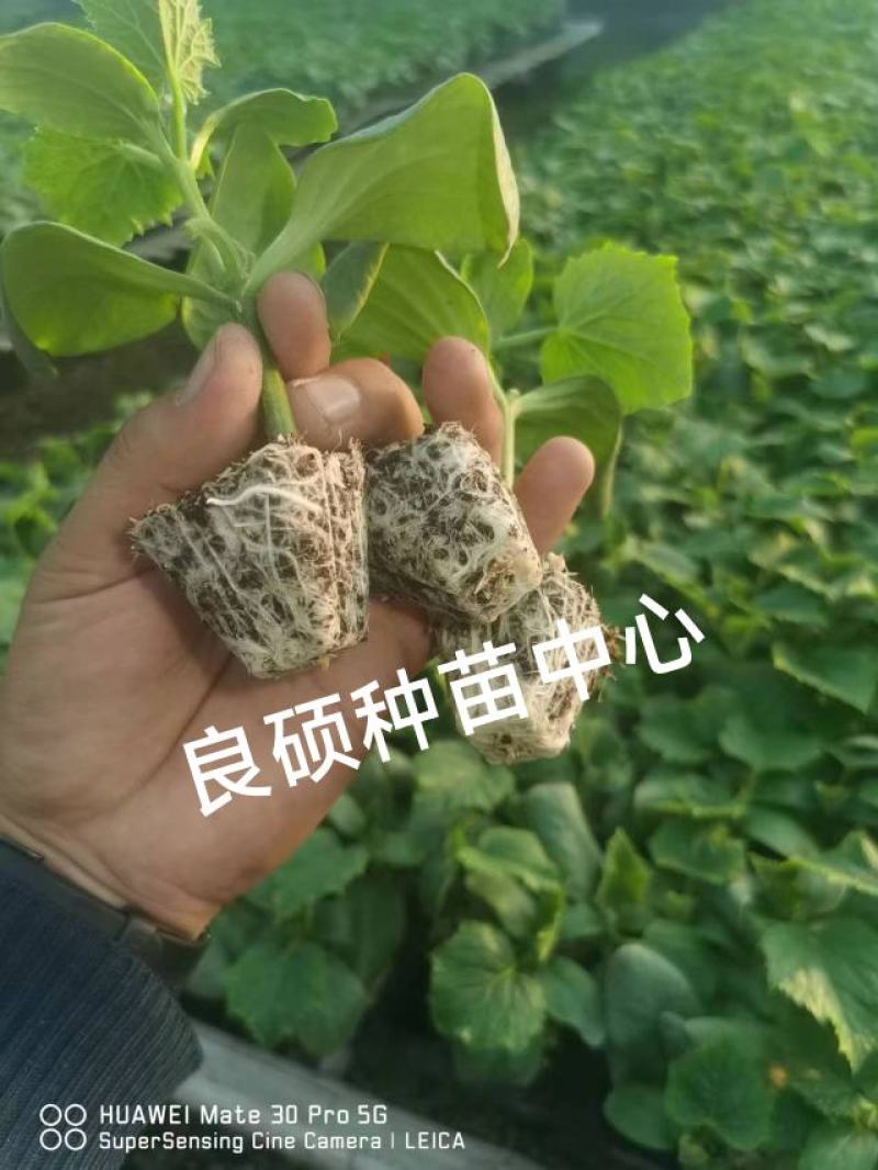 黄瓜苗专育大黄瓜苗小黄瓜苗高产抗病欢迎来电咨询