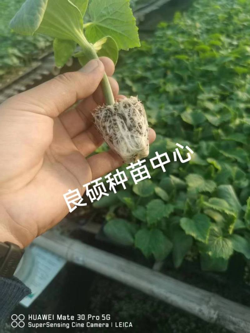 黄瓜苗专育大黄瓜苗小黄瓜苗高产抗病欢迎来电咨询