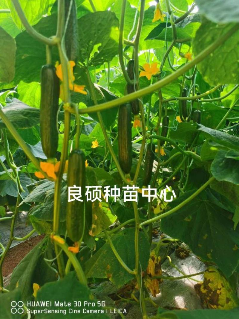 黄瓜苗专育大黄瓜苗小黄瓜苗高产抗病欢迎来电咨询