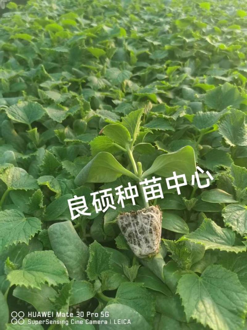 黄瓜苗专育大黄瓜苗小黄瓜苗高产抗病欢迎来电咨询