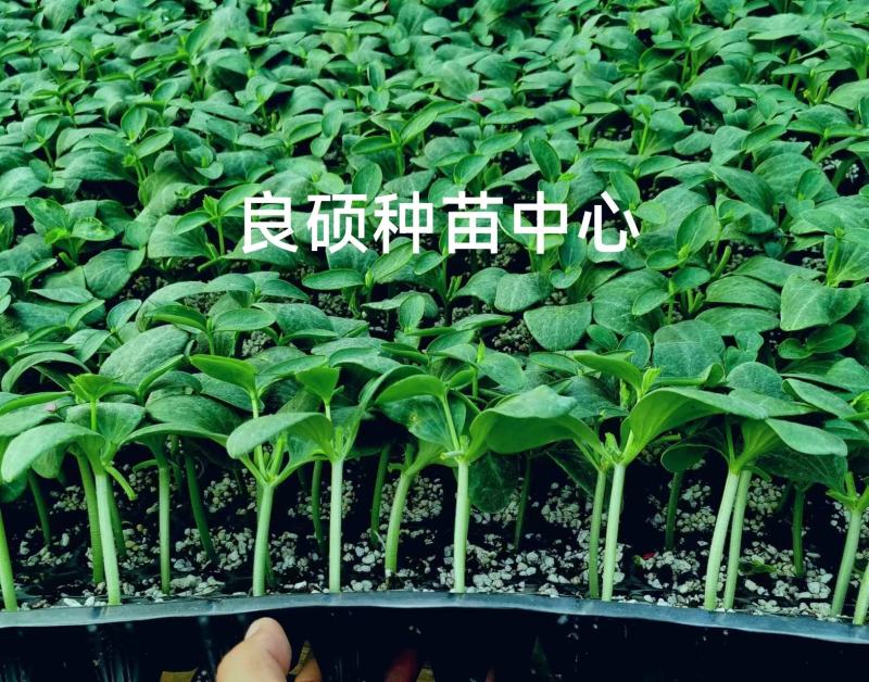 黄瓜苗专育大黄瓜苗小黄瓜苗高产抗病欢迎来电咨询