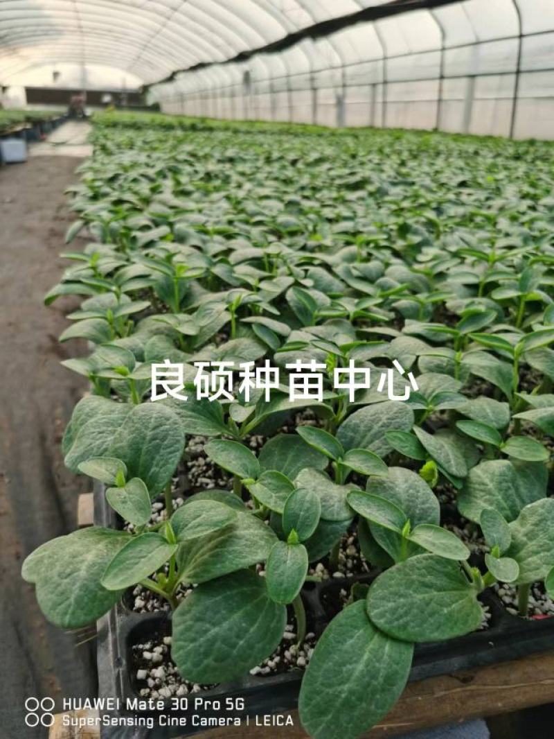 黄瓜苗专育大黄瓜苗小黄瓜苗高产抗病欢迎来电咨询