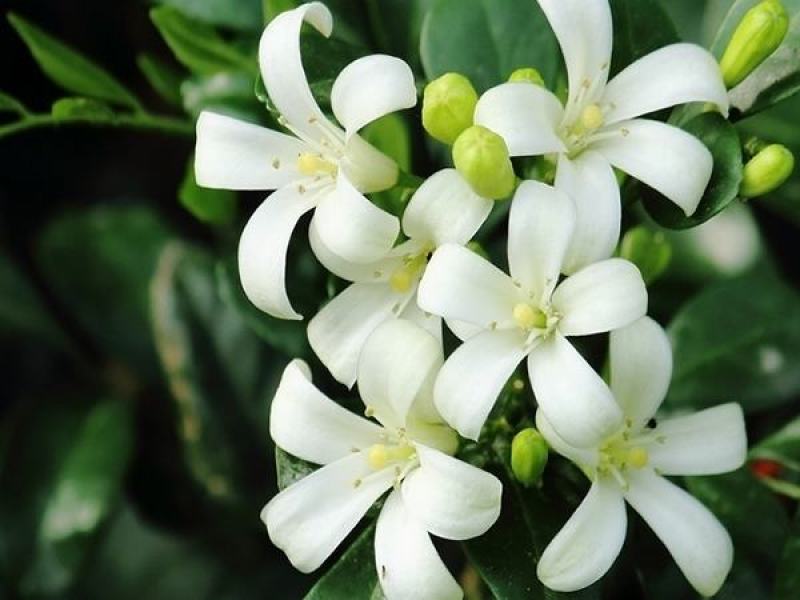 新采九里香种子多年生灌木花卉阳台盆栽庭院美化驱蚊香草种