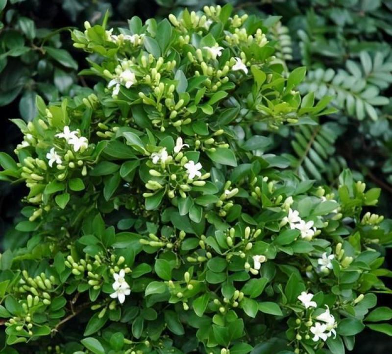 新采九里香种子多年生灌木花卉阳台盆栽庭院美化驱蚊香草种