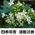新采九里香种子多年生灌木花卉阳台盆栽庭院美化驱蚊香草种