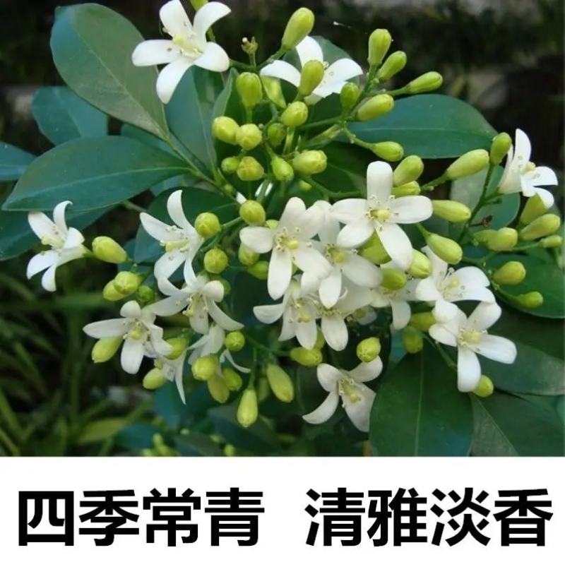 新采九里香种子多年生灌木花卉阳台盆栽庭院美化驱蚊香草种