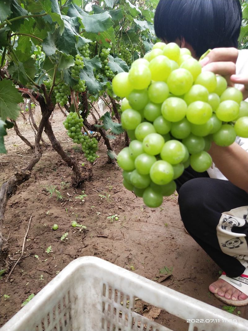 大量葡萄上市